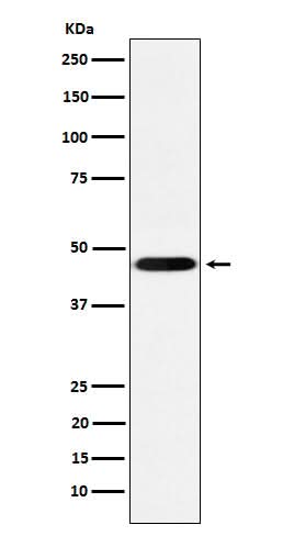 Anti-CD16 Rabbit Monoclonal Antibody Boster Bio