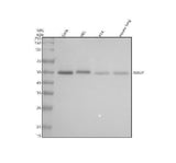 Anti-TXNIP Monoclonal Antibody Boster Bio