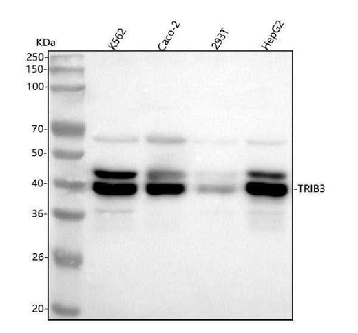 Anti-TRIB3 Monoclonal Antibody Boster Bio