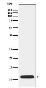 Anti-APOC3 Rabbit Monoclonal Antibody Boster Bio