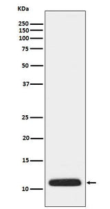 Anti-APOC3 Rabbit Monoclonal Antibody Boster Bio