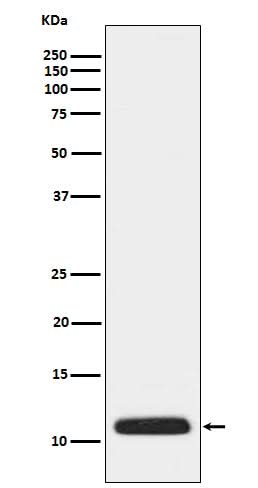 Anti-APOC3 Rabbit Monoclonal Antibody Boster Bio