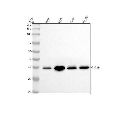 Anti-GC1q R Rabbit Monoclonal Antibody Boster Bio