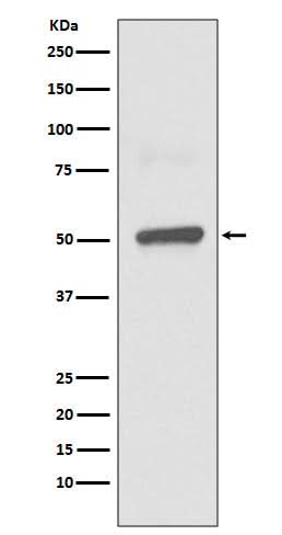 Anti-BPI Rabbit Monoclonal Antibody Boster Bio