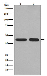 Anti-PGK1 Rabbit Monoclonal Antibody Boster Bio