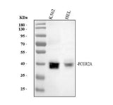 Anti-CD32 FCGR2A Rabbit Monoclonal Antibody Boster Bio