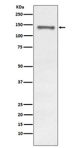 Anti-Raptor RPTOR Rabbit Monoclonal Antibody Boster Bio