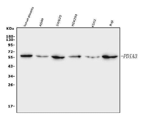 Anti-ERp57 Antibody Picoband® (monoclonal, 7E5 Boster Bio