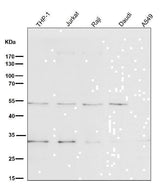 Anti-BNIP3 Rabbit Monoclonal Antibody Boster Bio
