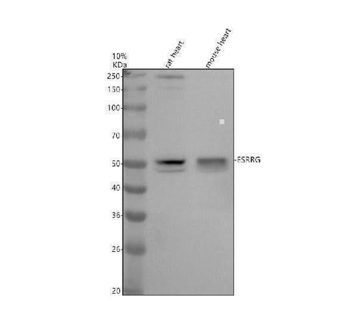 Anti-ESRRG Rabbit Monoclonal Antibody Boster Bio