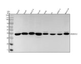 Anti-hnRNP A1 Rabbit Monoclonal Antibody Boster Bio