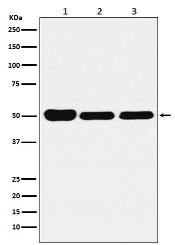 Anti-GLUR Rabbit Monoclonal Antibody Boster Bio