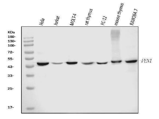 Anti-FEN1 Antibody Picoband® (monoclonal, 6F3F2 Boster Bio