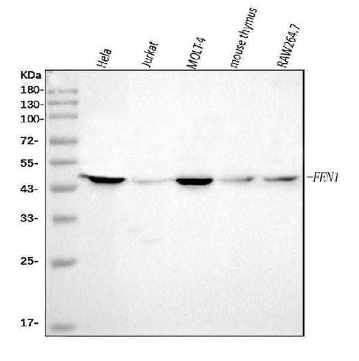 Anti-FEN1 Antibody Picoband® (monoclonal, 7D11D7 Boster Bio