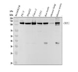 Anti-TRPC1 Rabbit Monoclonal Antibody Boster Bio