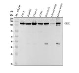 Anti-TRPC1 Rabbit Monoclonal Antibody Boster Bio