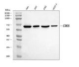 Anti-CDK8 Rabbit Monoclonal Antibody Boster Bio