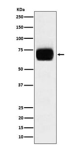Anti-CD33 Monoclonal Antibody Boster Bio
