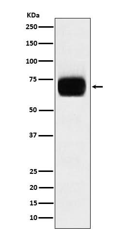 Anti-CD33 Monoclonal Antibody Boster Bio