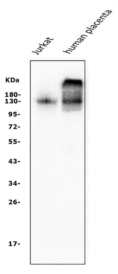 Anti-CD31/PECAM1 Antibody Picoband® (monoclonal, 2D4 Boster Bio