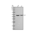 Anti-NR0B1 / DAX1 Monoclonal Antibody Boster Bio