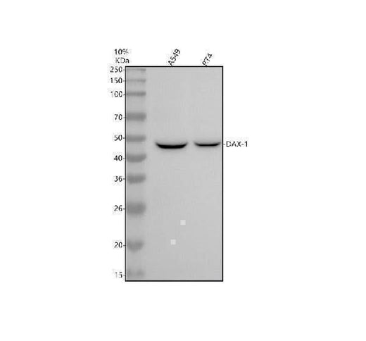 Anti-NR0B1 / DAX1 Monoclonal Antibody Boster Bio