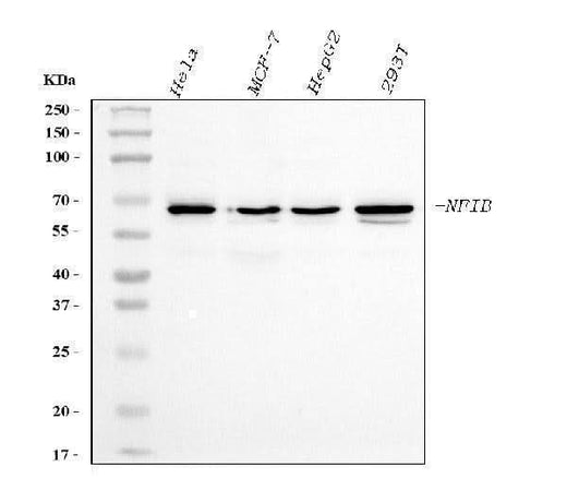 Anti-NFIB/NF1B2 Antibody Picoband® (monoclonal, 4D6E4 Boster Bio