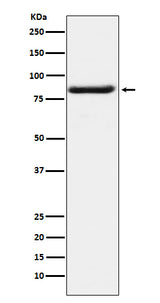 Anti-Bag3 Monoclonal Antibody Boster Bio