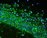 Anti-RPS6 Antibody Picoband® (monoclonal, 2H7 Boster Bio