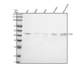Anti-Fos B Rabbit Monoclonal Antibody Boster Bio