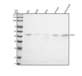 Anti-Fos B Rabbit Monoclonal Antibody Boster Bio