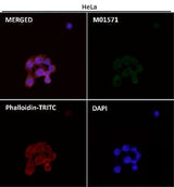Anti-AIF AIFM1 Rabbit Monoclonal Antibody Boster Bio