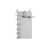 Anti-CD22/Siglec 2 Rabbit Monoclonal Antibody Boster Bio
