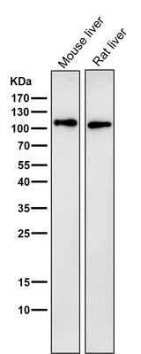 Anti-LAMP2a Rabbit Monoclonal Antibody Boster Bio
