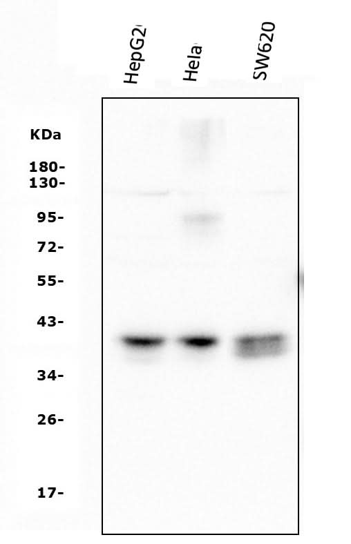 Anti-ATF1 Antibody Picoband®(monoclonal, 7F8 Boster Bio