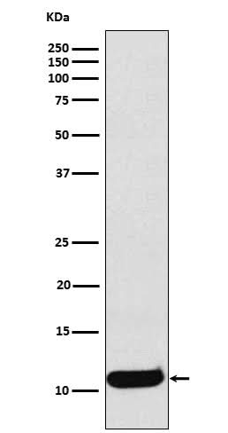 Anti-CCL19 Rabbit Monoclonal Antibody Boster Bio