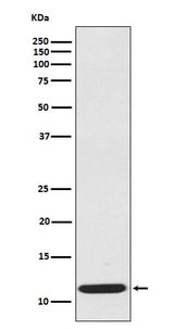 Anti-CCL19/Mip 3 Beta Rabbit Monoclonal Antibody Boster Bio