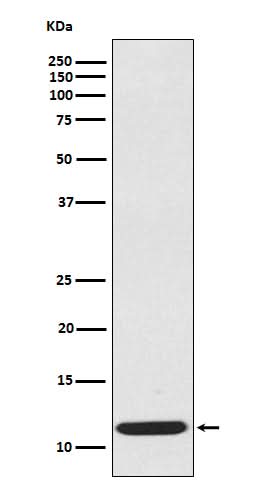 Anti-CCL19/Mip 3 Beta Rabbit Monoclonal Antibody Boster Bio
