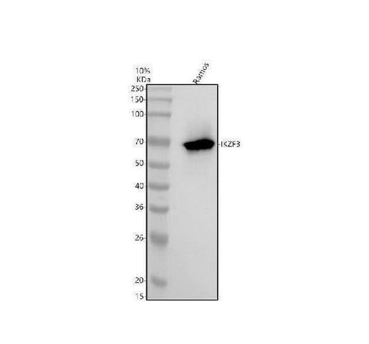 Anti-IKZF3 Rabbit Monoclonal Antibody Boster Bio