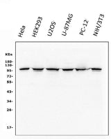 Anti-alpha 1 Catenin/CTNNA1 Antibody Picoband® (monoclonal, 10I2 Boster Bio