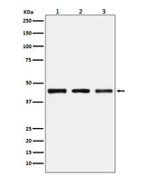 Anti-PGD Rabbit Monoclonal Antibody Boster Bio