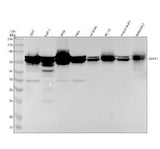 Anti-DDX17 Rabbit Monoclonal Antibody Boster Bio