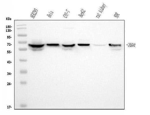 Anti-GRB10 Antibody Picoband® (monoclonal, 5H7 Boster Bio