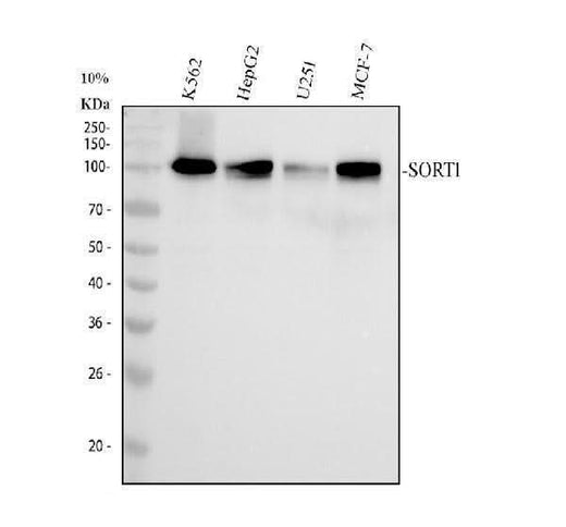 Anti-Sortilin Rabbit Monoclonal Antibody Boster Bio