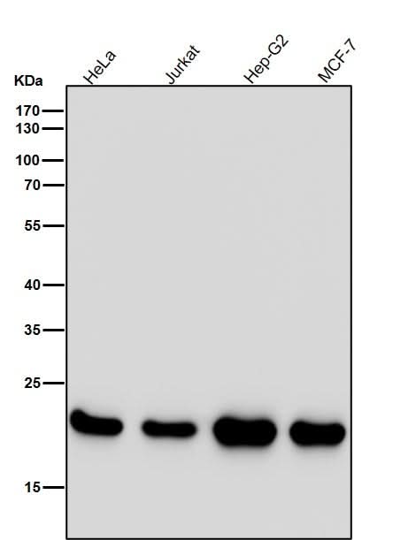 Anti-PEBP1/Pbp Rabbit Monoclonal Antibody Boster Bio