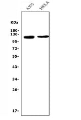 Anti-CD146/MCAM Antibody Picoband® (monoclonal, 4C12 Boster Bio