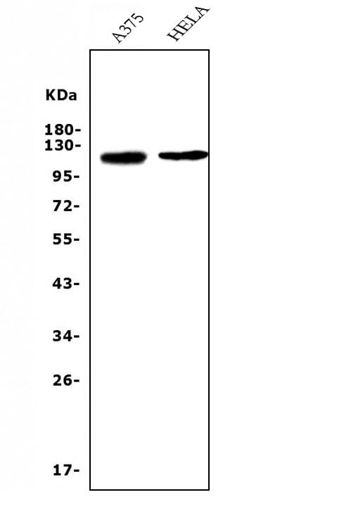 Anti-CD146/MCAM Antibody Picoband® (monoclonal, 4C12 Boster Bio