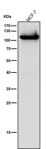Anti-DNA Ligase IV Rabbit Monoclonal Antibody Boster Bio