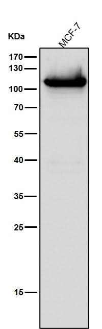 Anti-DNA Ligase IV Rabbit Monoclonal Antibody Boster Bio