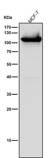 Anti-DNA Ligase IV Rabbit Monoclonal Antibody Boster Bio